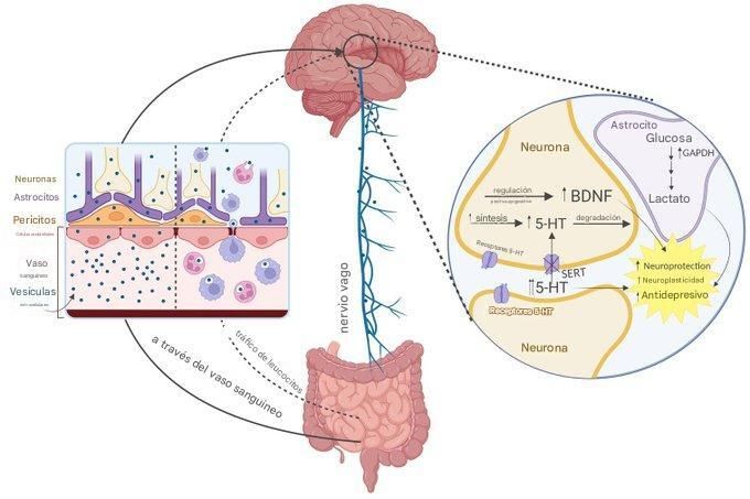 PoderMentalX's tweet image. 9. El futuro de los probióticos:

• Postbióticos: metabolitos beneficiosos sin bacterias vivas
• Cepas modificadas mediante CRISPR: adaptadas a tu ADN
• Psicobióticos: combaten la ansiedad y la depresión a través del intestino

La medicina intestinal personalizada está en…