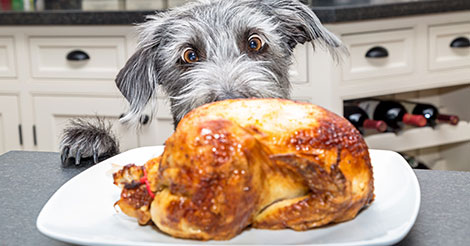 SweetLilPuppy's tweet photo. @sexcsole I know it's Thanksgiving but it sure feels like Christmas. Thank you for posting this mouthwatering pic, Goddess. I think I'm ready to eat now. ๐๐โค๏ธ๐ฃ๐ฅฐ #StillCrushingOnYourSexy13s #StillMyTrampleFantasy #StillYayasPuppy https://t.co/oqCllG2hK7