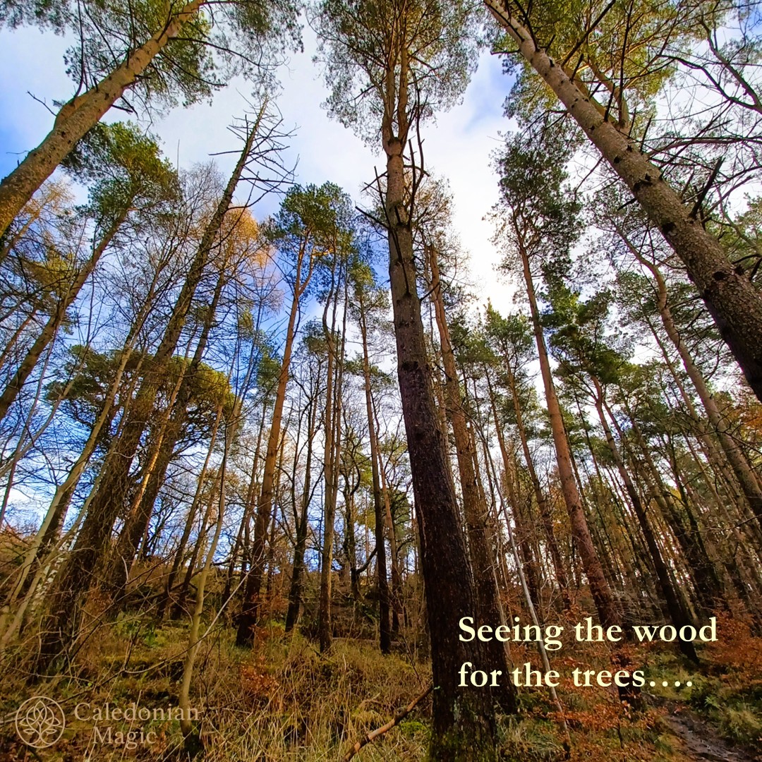 CaledonianMagic's tweet image. Eventually, you see the wood for the trees, and everything becomes a bit clearer. I’ve had a few moments like that in my writing this week.
#author #writingprocess