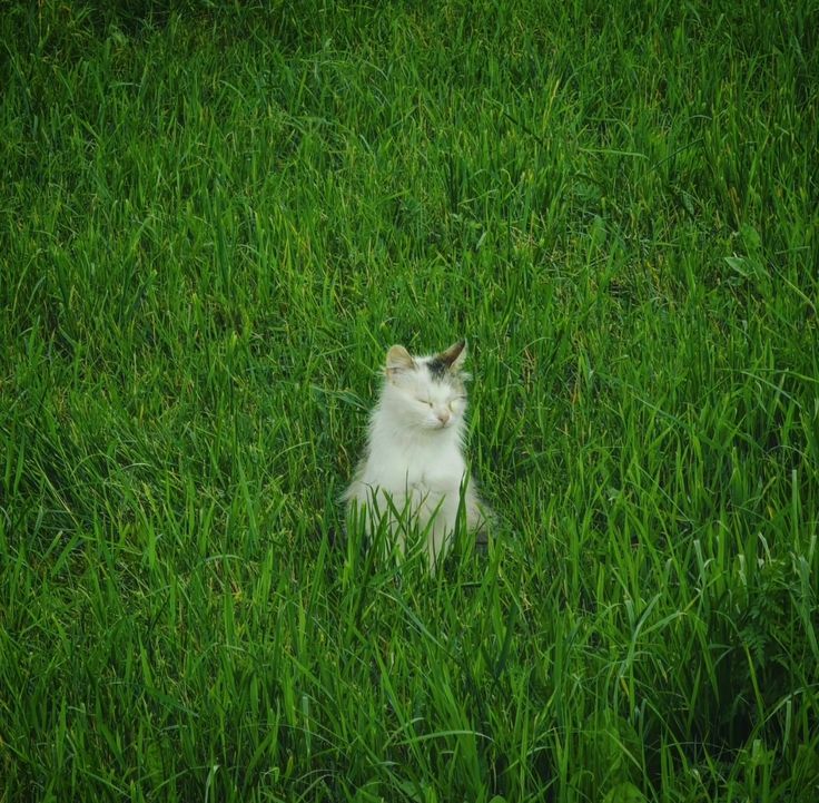 greendreaams's tweet image. 