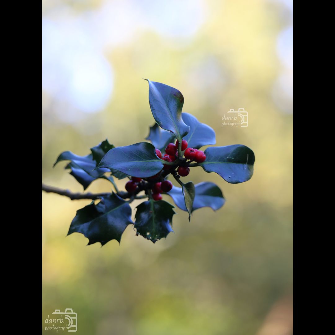 danrbphot0graph's tweet photo. Holly Tree!
#photo #photography #outdoors #autumn #autumn2025 #fall #fall2025 #leaves #autumnleaves #orangeleaves #tree #trees #autumntree #autumntrees #colour #colourfulleaves #holly #hollytree #woodland #woodlandphotography #berries #redberries https://t.co/eHBJtDGXHU