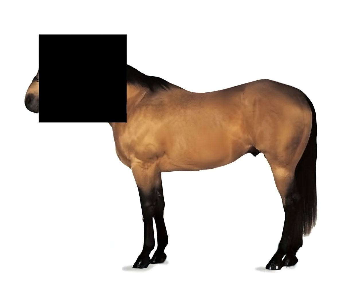 otokyo__'s tweet image. Guess the animal.