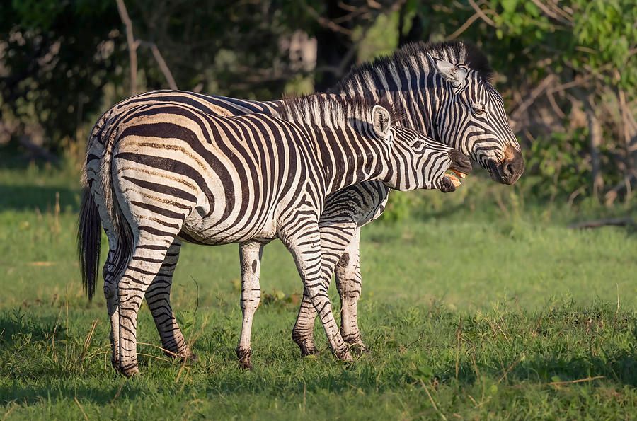 joancarroll's tweet image. Zebra Secrets Botswana Africa! buff.ly/3KqBrss #zebra #zebras #stripes #striped #wildlife #wildlifephotography #pair #nature #NaturePhotography #Travel #travelphotography #giftideas @joancarroll