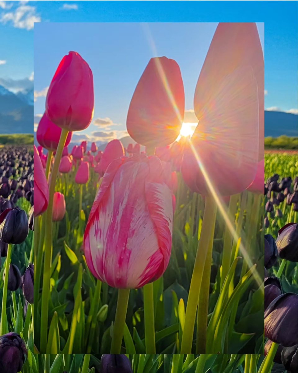 argentinapatago's tweet image. 🌷Amanecer en el Campo de Tulipanes.
📍 Trevelin, Chubut.

📸 @iam.maybatista