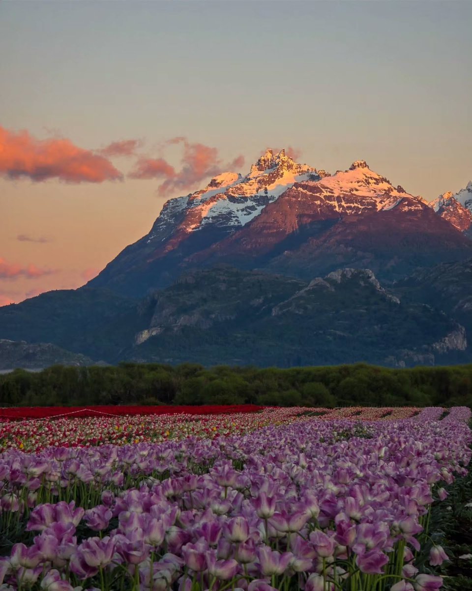 argentinapatago's tweet image. 🌷Amanecer en el Campo de Tulipanes.
📍 Trevelin, Chubut.

📸 @iam.maybatista