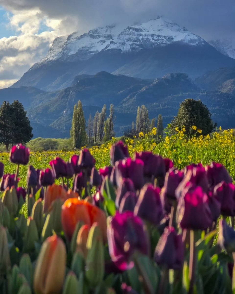 argentinapatago's tweet image. 🌷Amanecer en el Campo de Tulipanes.
📍 Trevelin, Chubut.

📸 @iam.maybatista