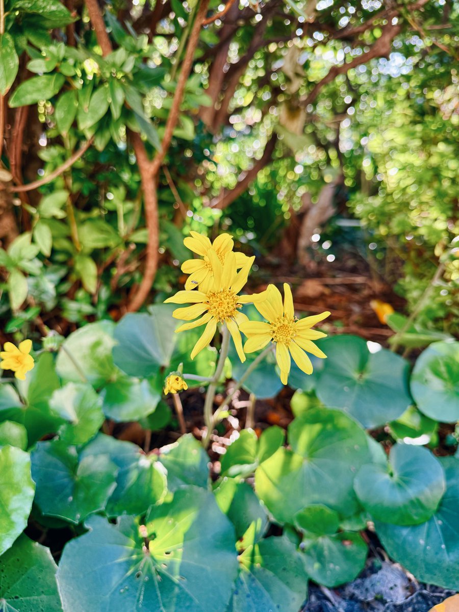 庭にツワブキの花が咲き始めた。冬は寒くて得意じゃないけどツワの花が咲くと、なんかうれしくなる。
