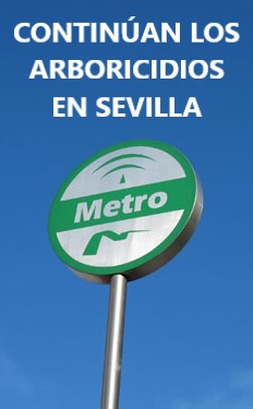<a href="/SOSterritorios/">Red Territorios Sostenibles #RedEcoTerritorios</a> <a href="/Ayto_Sevilla/">Ayuntamiento de Sevilla</a> 📌En pocos metros cuadrados de la #PlazaDeLaConcordia faltan 13 #Árboles de 24 que había, el 54%.
No habrá #Árboles suficientes en todos los #Viveros de la provincia de #Sevilla para compensar los que han talado y los que les quedan por talar con motivo de las obras del #Metro🪵