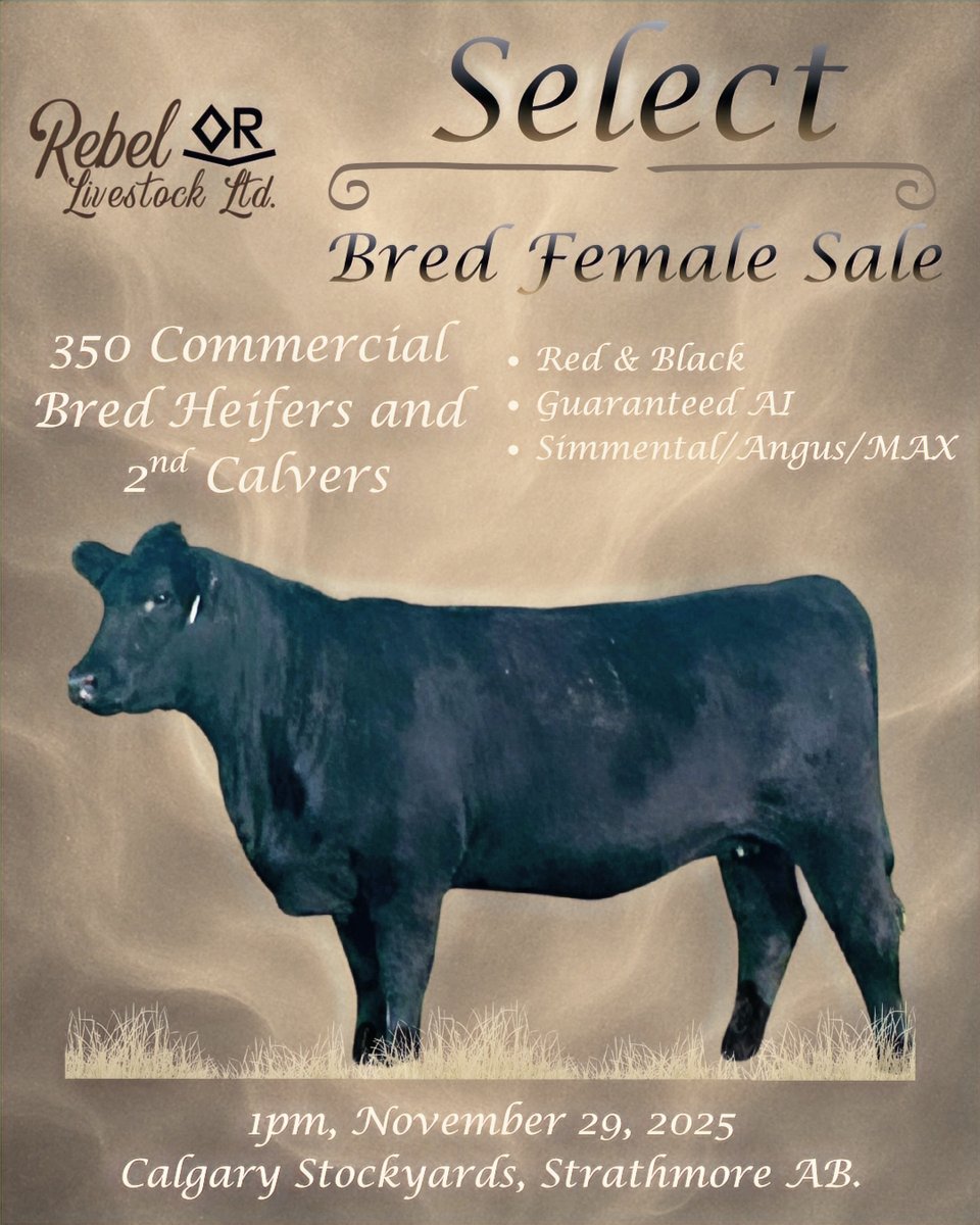 CSYStrathmore's tweet image. Rebel Livestock Select Bred Female Sale 
Saturday, November 29th at 1 PM, 400 Breds!
350 Commercial Bred Heifers and 2nd Calvers

Rebel Livestock contacts:
           Jared Sherman 403-333-0499
           Scott Day 403-554-6905
Online bidding available on teamauctionsales.com!