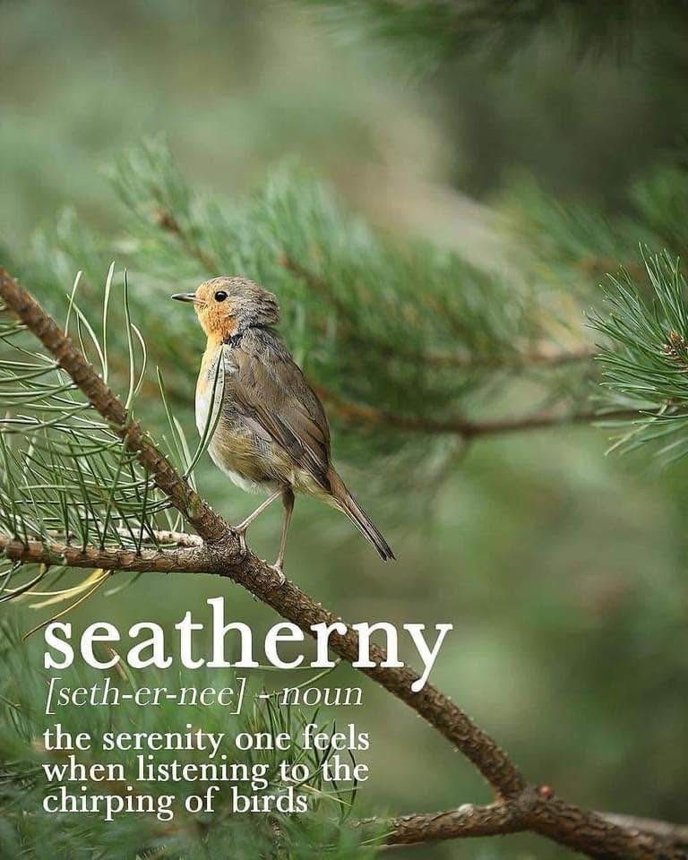 MQuigley1963's tweet image. #FF to all my followers, and welcome to all my new followers. If you&apos;re celebrating Thanksgiving, I hope you&apos;re having a lovely time. I had an early Christmas dinner with my writing group last night. We had a great time. There&apos;s something about birdsong that makes my heart and…