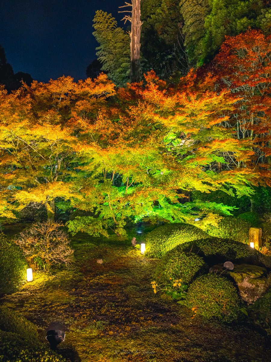 man_tac's tweet image. 京都雲龍院さん・秋の特別拝観ライトアップ②✨🍁
2025.11.24撮影

#京都よきかな 
Leica SL2-S x SIGMA 28-105mm F2.8 DG DN | Art