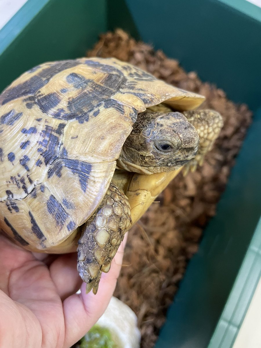 むぅぅ…嫌な体重の減りかたしてる😓

10月上旬　950グラム
11月上旬    904グラム
本日           830グラム

個別管理に切り替えます💦最後の駆虫から約１年になりますし、そちらも必要かも知れません。

#キレナイカギリシャリクガメ
#キレーネギリシャリクガメ