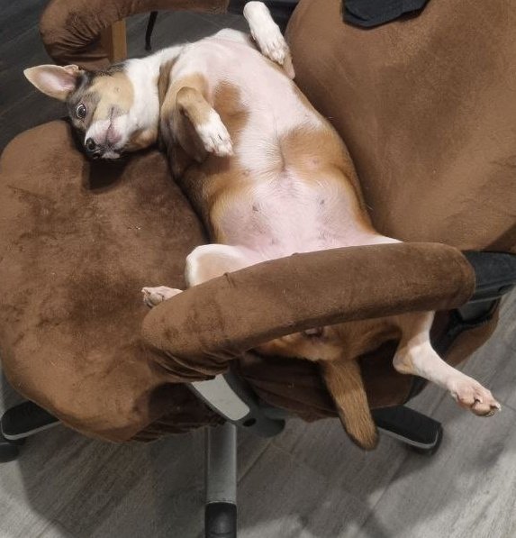 Коллеги, у меня тут собачку попердолило. 
Есть в твиттере специалисты по ремонту собак? Как её починить теперь?