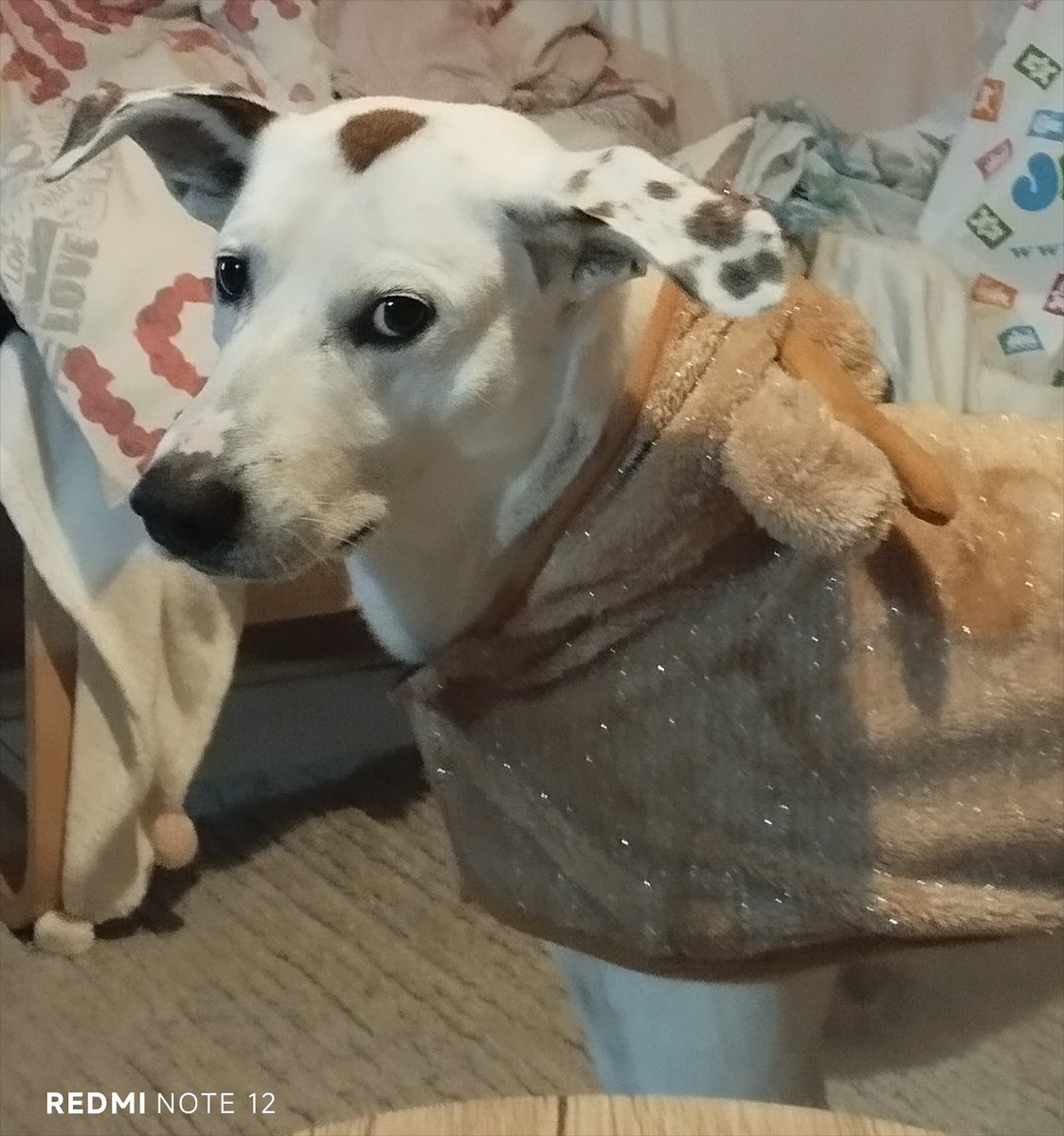 vlaxaralera's tweet image. Πώς με έντυσες ετσι φλώρικα μωρη; Θα με κοροϊδεύουν οι συγγενείς στον Πύργο Ηλείας. (Νομιζω δε του αρέσουν τα Χριστούγεννα). #Παρης_παπάρης