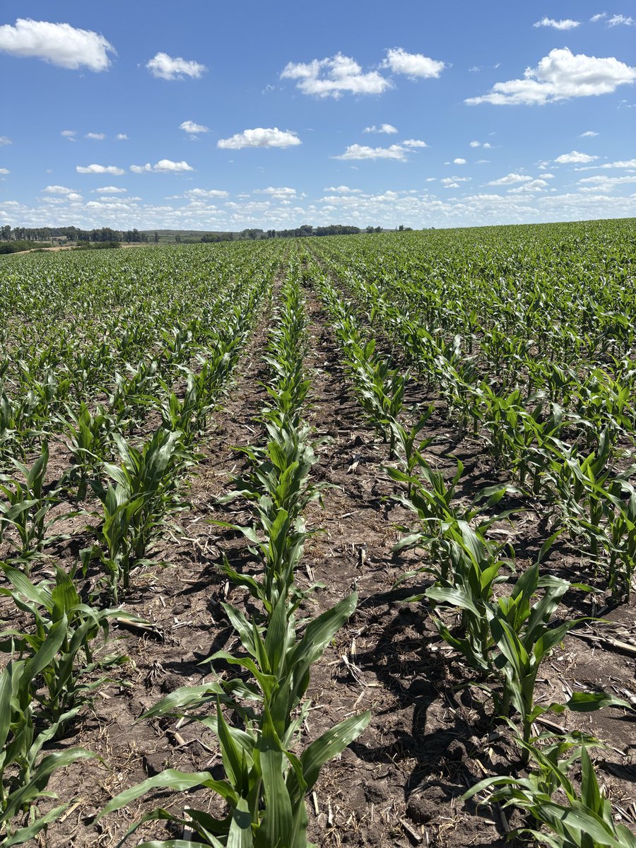 ✅ Control de Amaranthus y Echinochloa en maíz de 1ª bajo riego.

🌽 P2021 PWUE. <a href="/CortevaUY/">Corteva Uruguay</a>