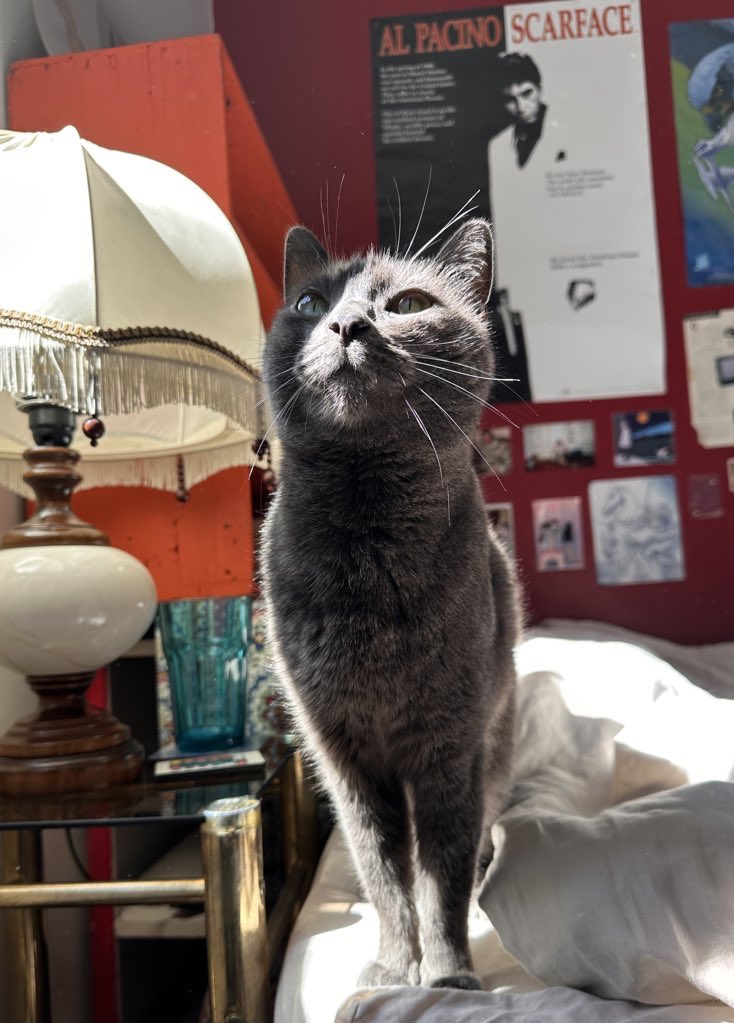 97adhd's tweet image. je ne le répéterais jamais assez mais donnez une chance aux chats timides et sensibles parce qu’une fois leur confiance gagnée ils deviennent les meilleurs chats du monde regardez mon fils comme il est mignon