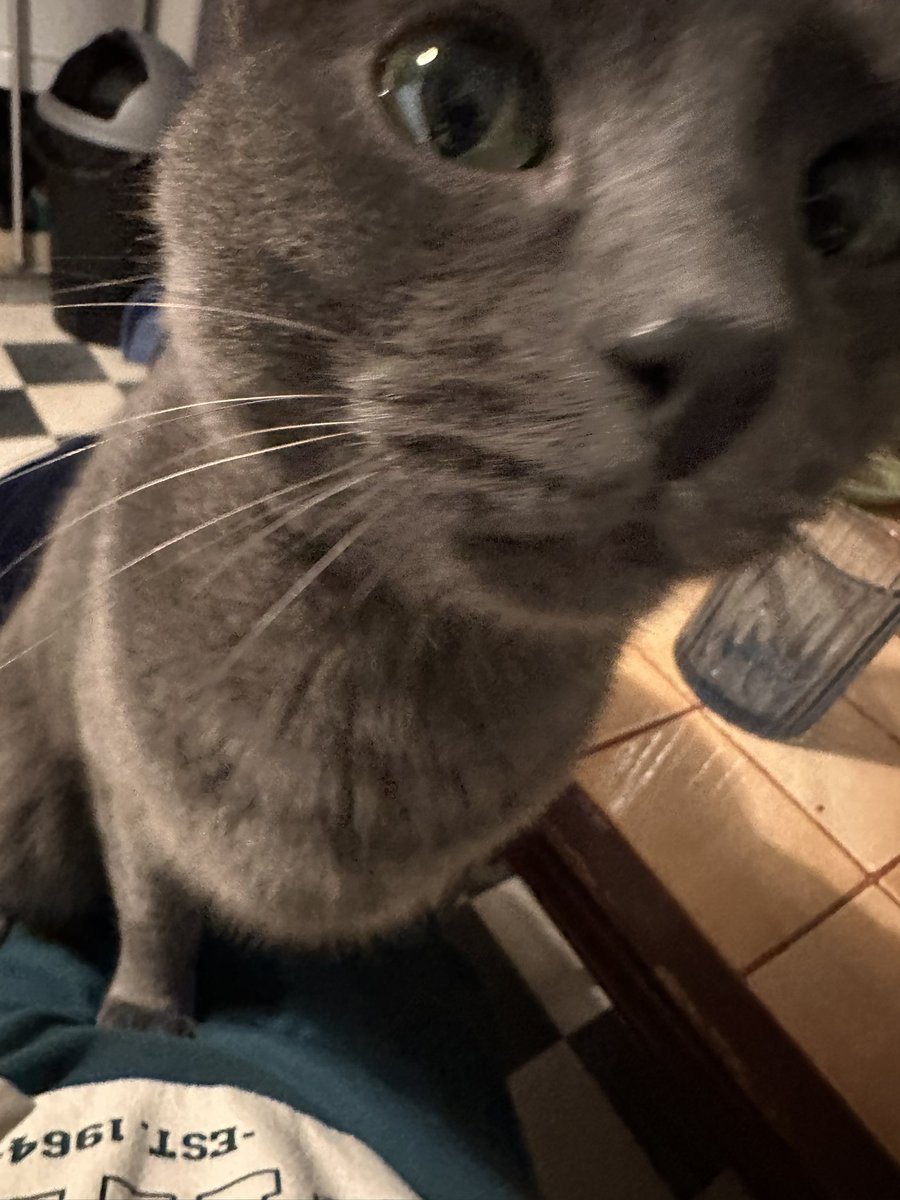 97adhd's tweet image. je ne le répéterais jamais assez mais donnez une chance aux chats timides et sensibles parce qu’une fois leur confiance gagnée ils deviennent les meilleurs chats du monde regardez mon fils comme il est mignon