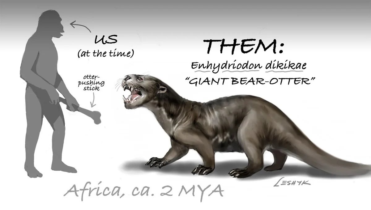 I loved that Enhydriodon finally got some media, this jaguar to lion sized predatory otter (220 to 440 lbs) was the apex predator of Africa during the late Miocene to early Pleistocene. 

Artwork is by <a href="/HodariNundu/">Hodari Shadowalker ❄️🐆</a> and one unknown artist (pls tag them if yk them in the comments)