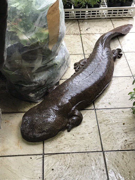 animalkyat's tweet image. 花屋来たら声出た