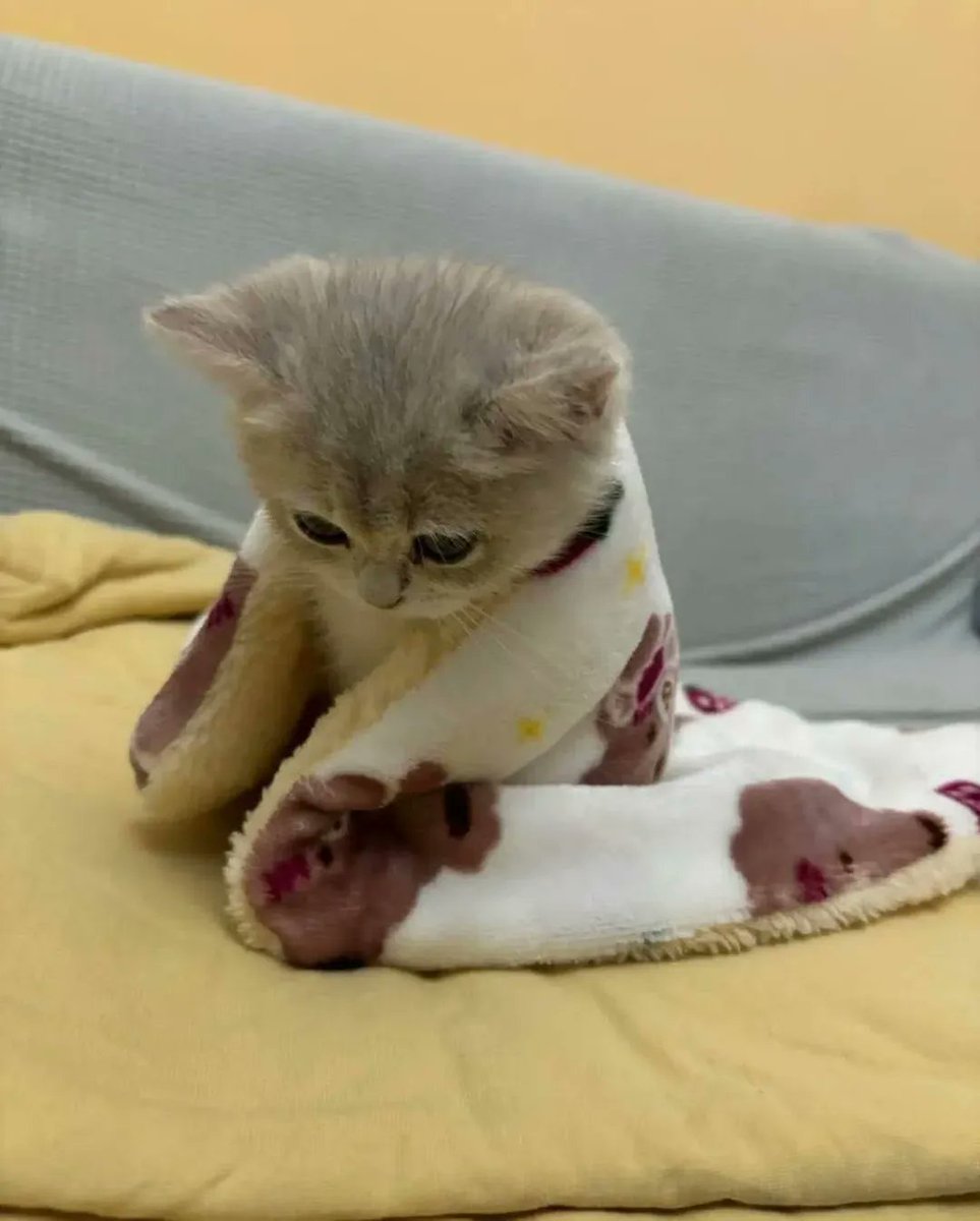 Cute Cats 🐱 (@cutecats_____) on Twitter photo 