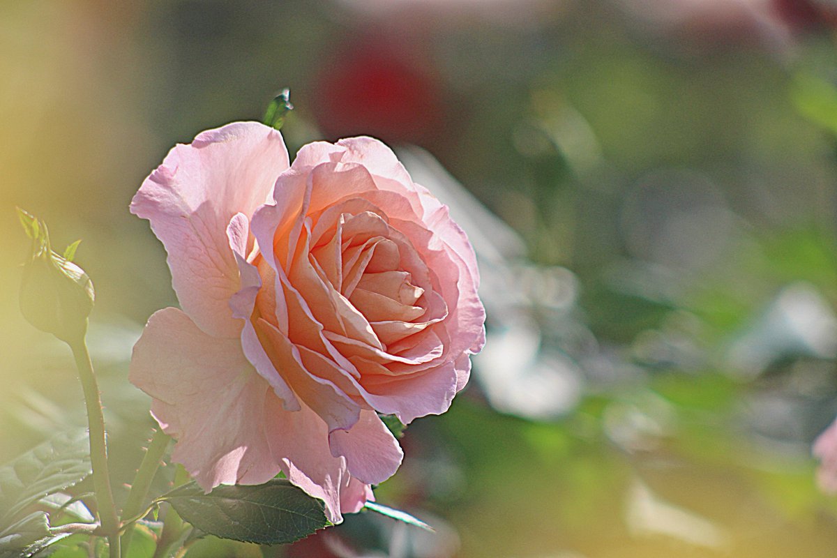 📸kazumi (@zf1118kazumi) / Posts / X