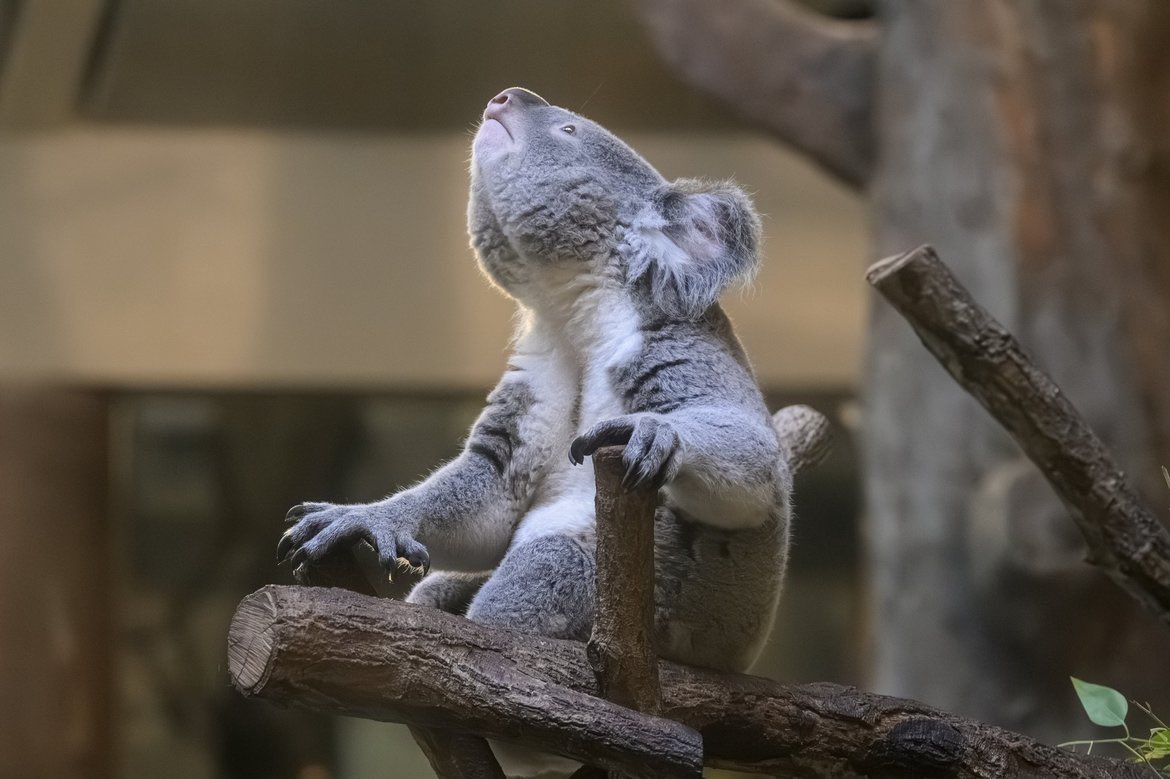 きんときの綺麗な顎まんじゅうで
きんとき キラキラ きんようび✨
#多摩動物公園 #コアラ #きんとき