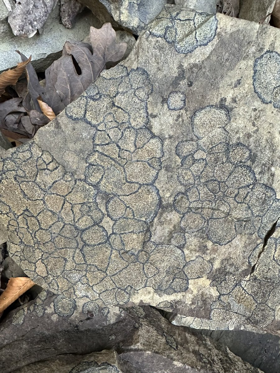 mick_yoder's tweet photo. Any ideas on what would make this pattern on a rock?  Lichen? https://t.co/yzxu7Tu79W