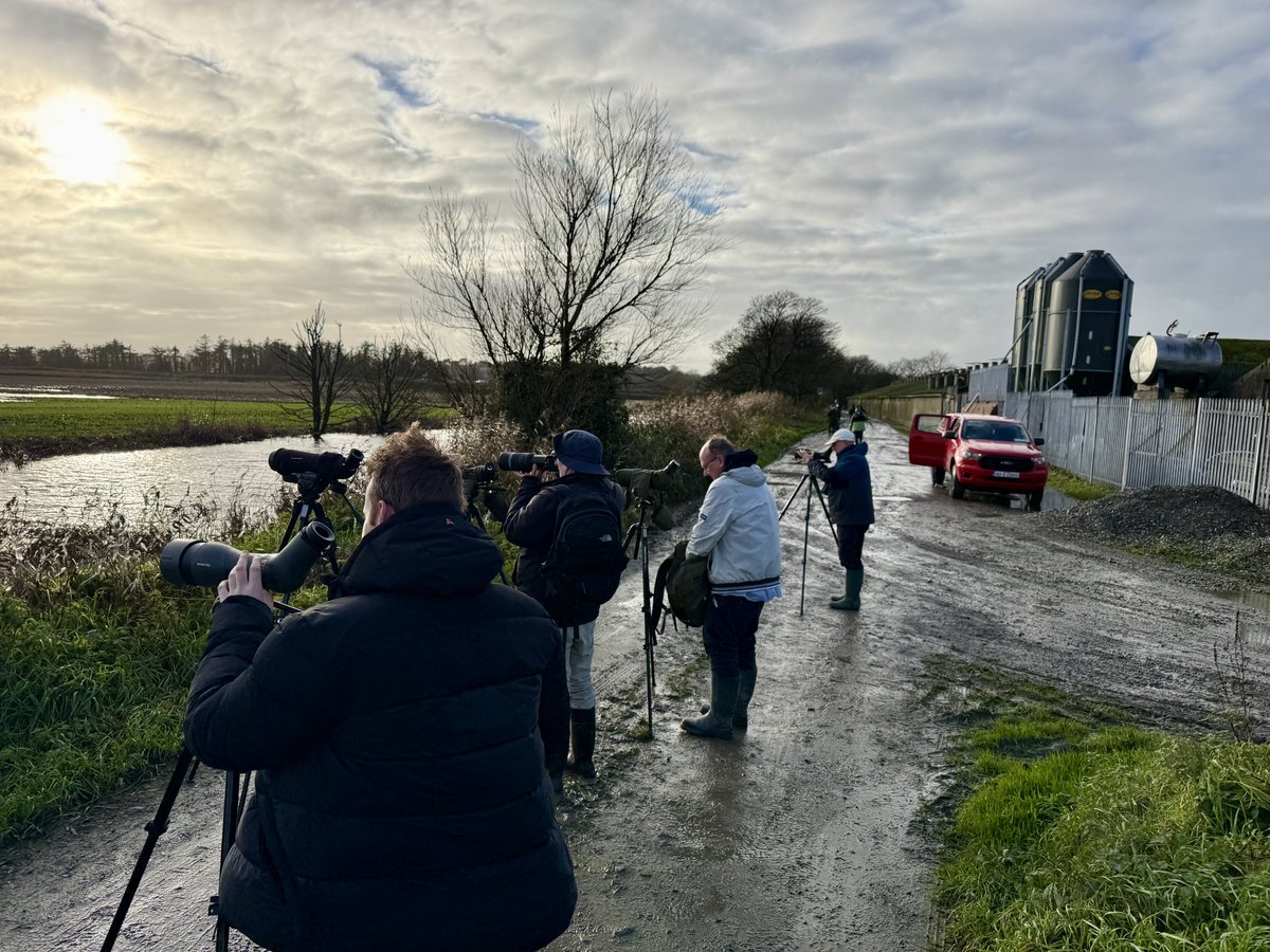 bonsaieejit's tweet photo. A dash from West Cork to Wexford South Slob today for a Killdeer Irish ✅ Great  find by Steven King. https://t.co/S44Nj6dVmP