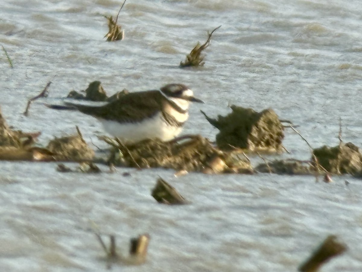 bonsaieejit's tweet photo. A dash from West Cork to Wexford South Slob today for a Killdeer Irish ✅ Great  find by Steven King. https://t.co/S44Nj6dVmP