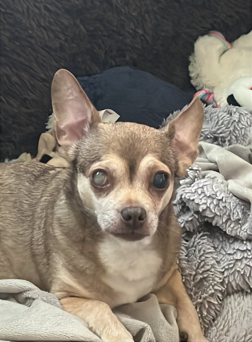 chicathechih's tweet image. “From my pack to yours — Happy Thanksgiving! 🐾🍂 Here’s to inner peace, love and happiness to all.
#FamilyLove #Thanksgiving #Thanksgiving2025 #TaterTotSquad #Dog #dogsoftwitter