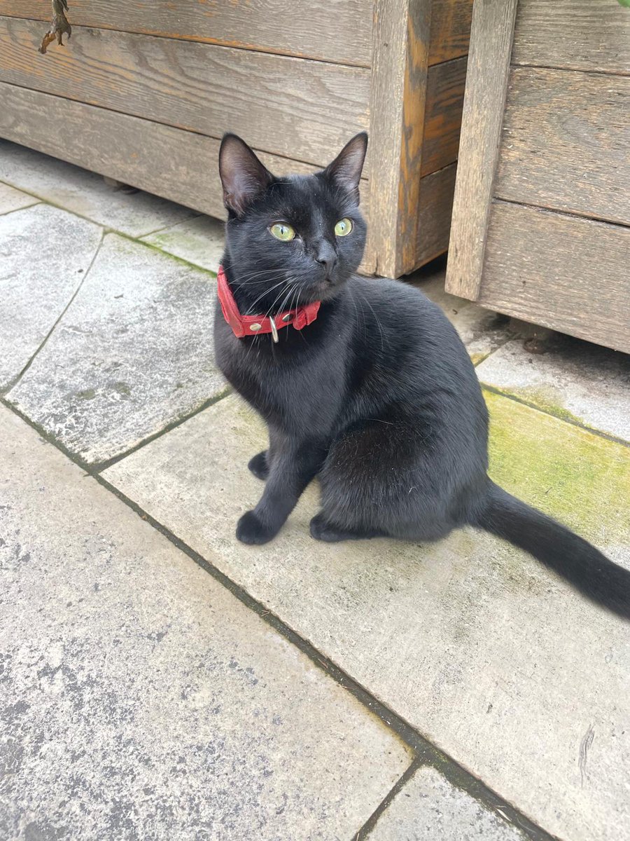 The Tower of London tweet media