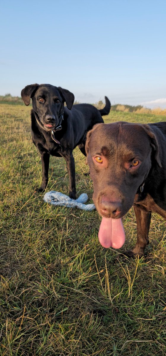 SpudgunB's tweet photo. @benonwine Gus and baxter https://t.co/HrWU9eJGj4