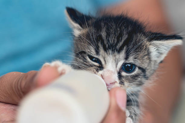 .<a href="/_CCDAS/">CollierCountyDAS</a> is pleased to welcome the Kitten College team for a special educational event dedicated to saving the lives of kittens in our community.

For more info ➡️ collier.gov/News-articles/…

Registration is required online at app.acuityscheduling.com/schedule.php?o…, and all are welcome to attend.