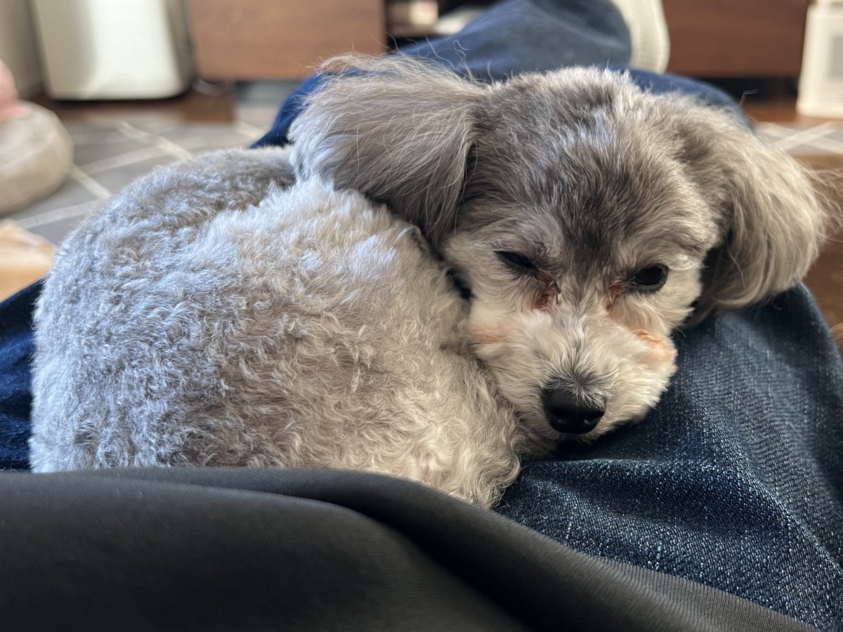 whiteowl3rd's tweet image. ネコみたい