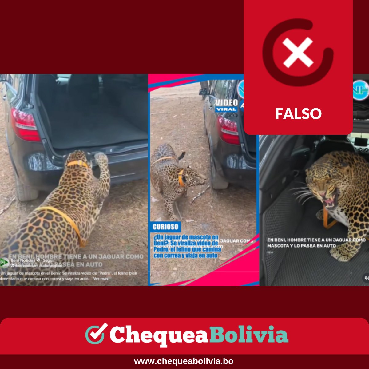 ❌El video del jaguar domesticado no fue grabado en Beni sino en Ucrania
🔎El material original fue publicado por el ucraniano Alexander Kremen el 16 de noviembre, y se le agregó un audio para hacerlo pasar como un contenido local.

Ver más: acortar.link/QFC3Nq