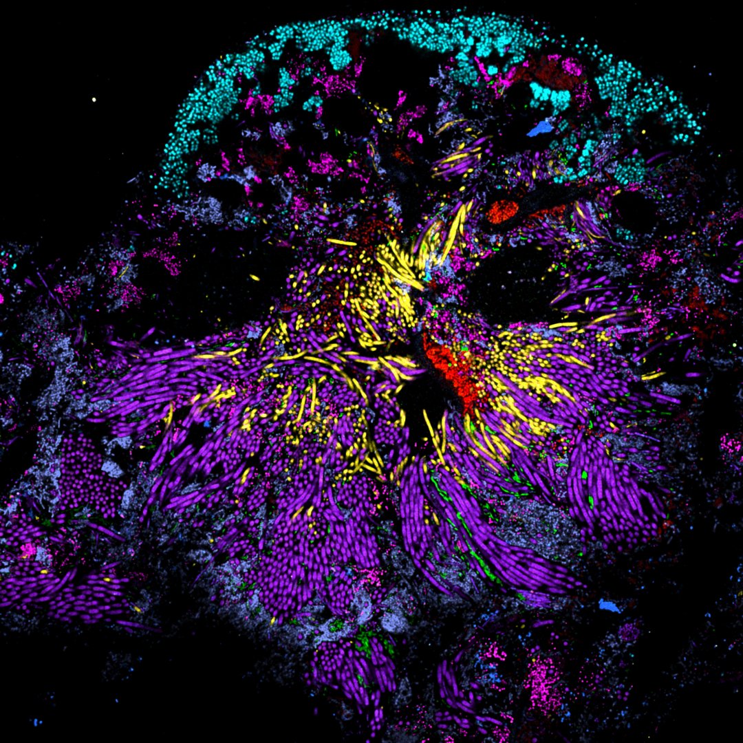 The ADA Forsyth Institute tweet media