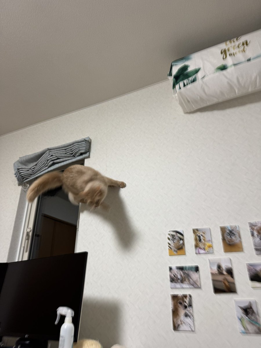 職場で「同居してる高齢の祖母がおっとりした子猫を飼いたいと言い出して困っている」という相談を受けたので「若い時はやんちゃな子も多いですよ」と参考資料を提出してみた
同僚「もう少し猫だと判断しやすい普通の写真も下さい」
自分「普通とは」
#猫　#ソマリ