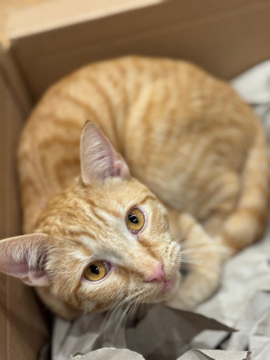 jo_bartosch's tweet image. Mario &amp;amp; Maud doing some top quality catting