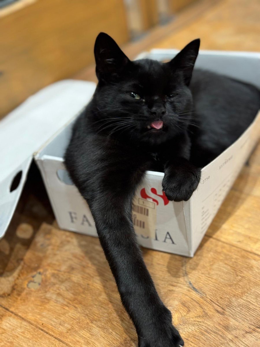 jo_bartosch's tweet image. Mario &amp;amp; Maud doing some top quality catting