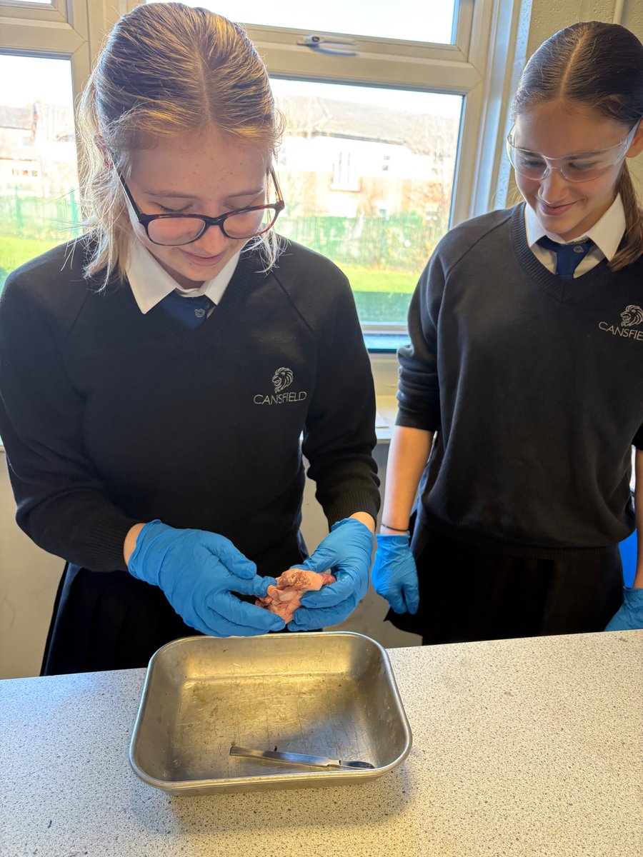 Cansfield1's tweet image. 🫀 Hands-on Science in Year 10!

Our Year 10 Triple Scientists thoroughly enjoyed their heart dissection last week. Fantastic practice for our aspiring surgeons and medical professionals of the future! 🔬✨

#FutureScientists #HandsOnLearning #CansfieldScience