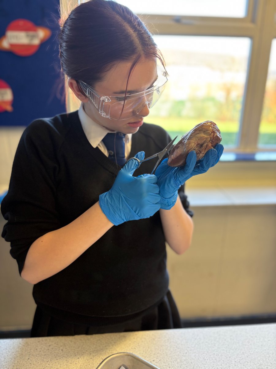 Cansfield1's tweet image. 🫀 Hands-on Science in Year 10!

Our Year 10 Triple Scientists thoroughly enjoyed their heart dissection last week. Fantastic practice for our aspiring surgeons and medical professionals of the future! 🔬✨

#FutureScientists #HandsOnLearning #CansfieldScience