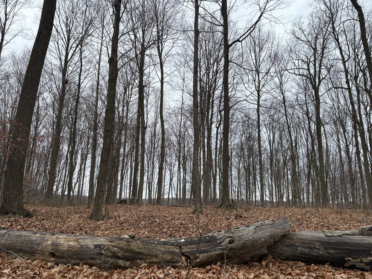 Wind is howling but we are still hoping to see some deer tonight.