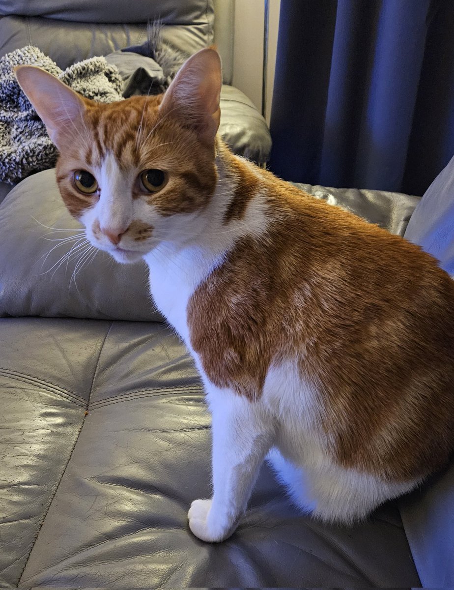 LilyRusty1's tweet image. ♥️🐈🧡 Goodnight to all my fur friends sweet dreams 💤 love from Rusty 🧡🐈♥️

#CatsOfTwitter #CatsOnTwitter #Cat #cats