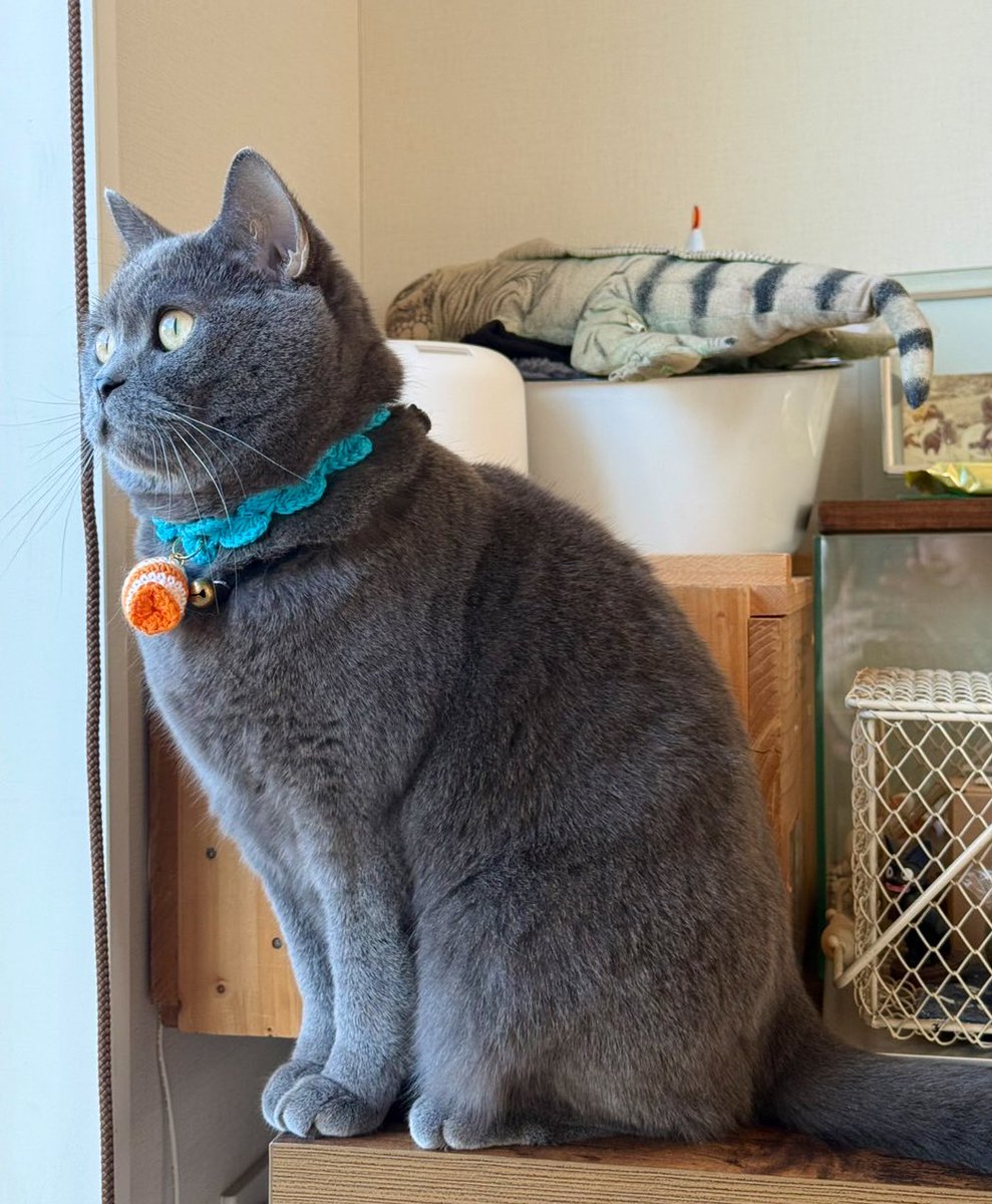 Kotetsu_m13's tweet image. お外見ながら…何を思う
#ブリティッシュショートヘア 
#猫のいる暮らし