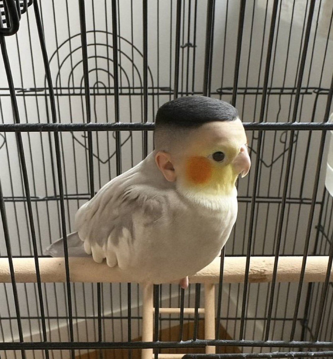 y a mi la puta IA generandome esto