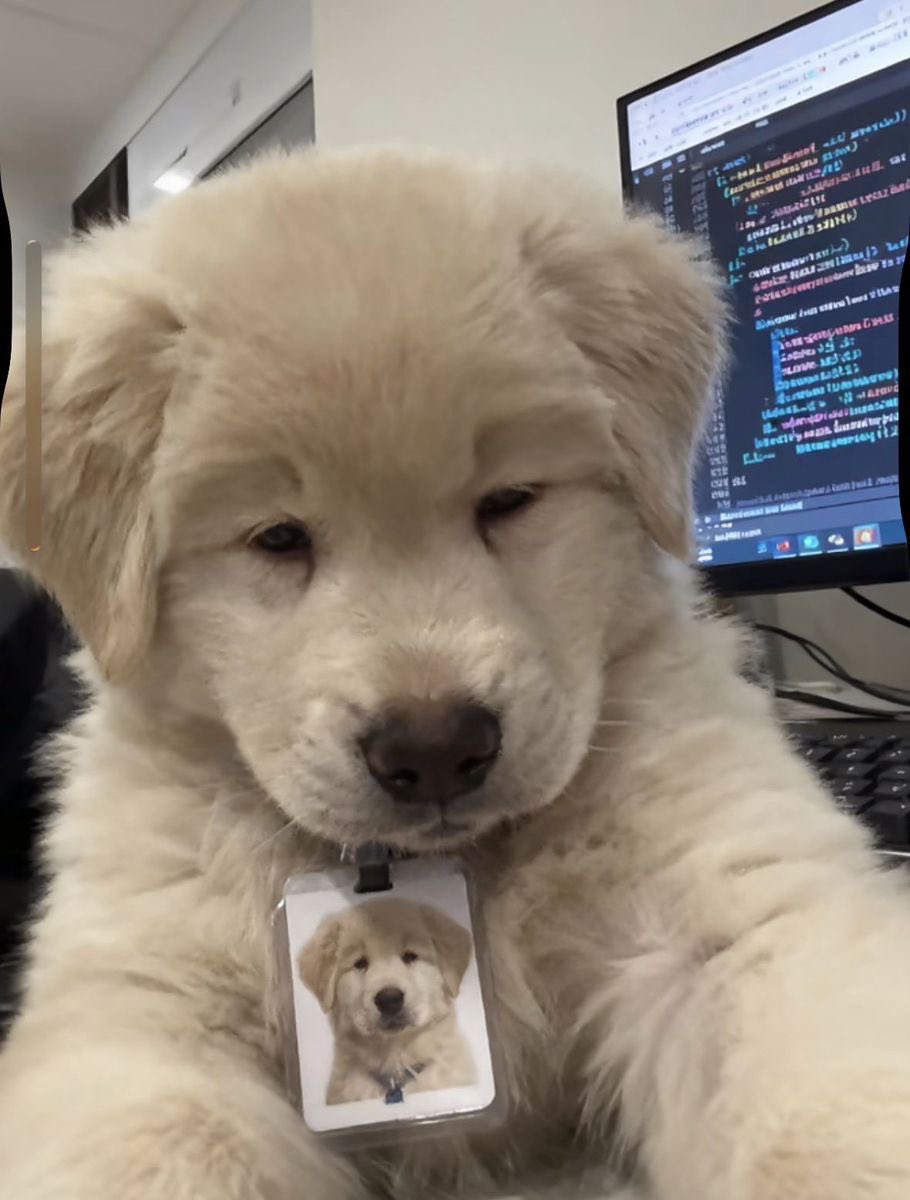 💖 (@twaniimals) on Twitter photo 