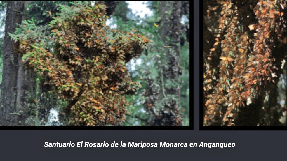 MORELIA, PUERTA DE ENTRADA PARA DISFRUTAR LA TEMPORADA DE LA MARIPOSA MONARCA Y LA MAGIA NAVIDEÑA DE TLALPUJAGUA

Con la llegada del #invierno, Michoacán recibe dos de sus temporadas más emblemáticas: la migración de la mariposa monarca y la época navideña, que llenan de color,