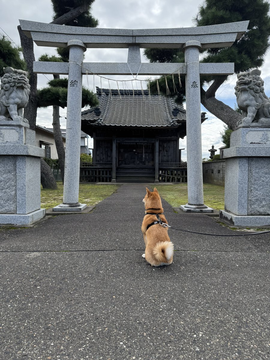 roku125shiba's tweet image. 今日もみんなが穏やかにすごせますように。
