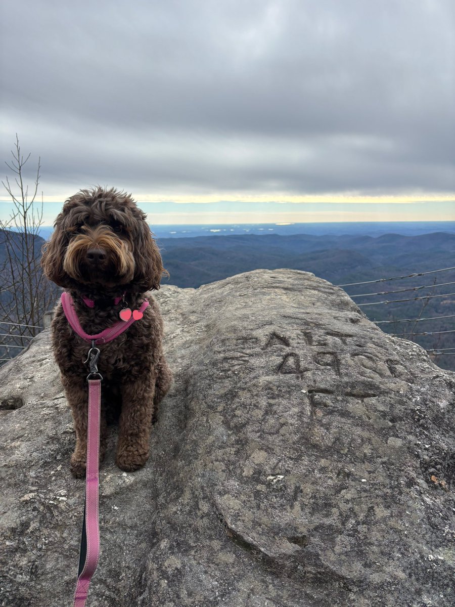 justeasye's tweet image. Pup hit 4980 elevation today. Not too bad for a Florida girl
