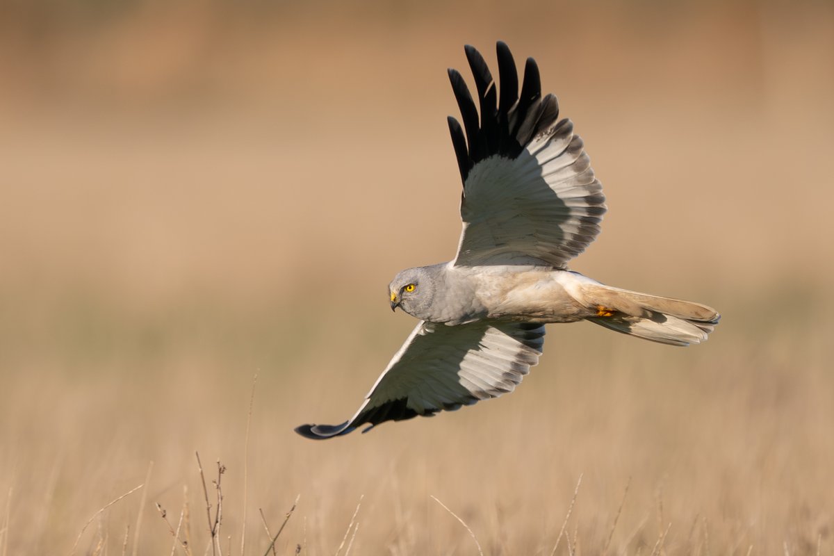 9stan's tweet image. I had a very nice day on the Humber last week, a close flyby from this magnificent hen harrier was the highlight.
More photos and account on the blog martin-standley.squarespace.com/blog